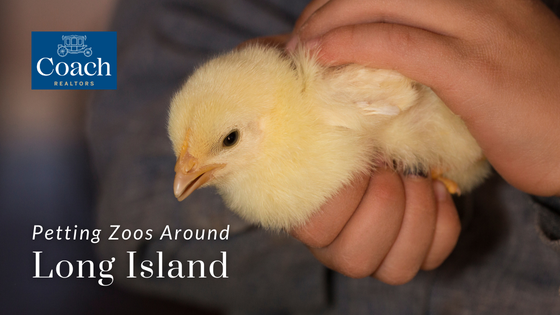 Petting Zoos - Long Island, NY - Coach Realtors